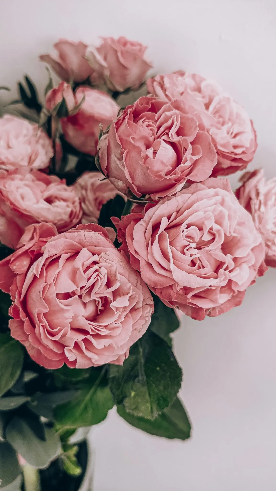 Home Page Roses